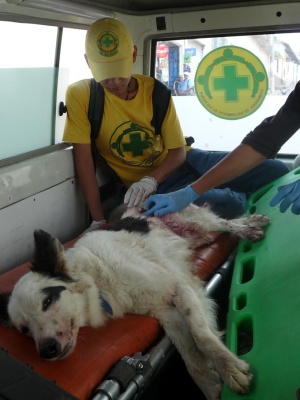 perro3