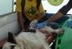 perro3